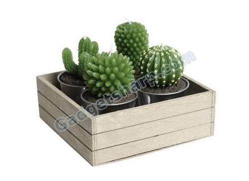 Cactus candles