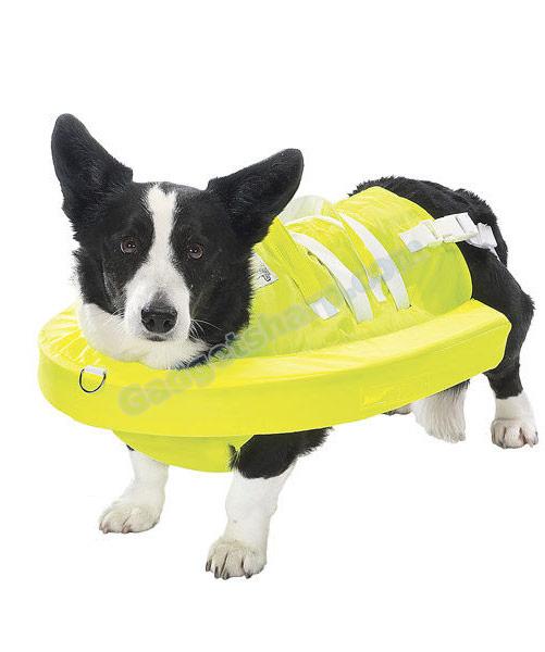 Canine Swim Safe