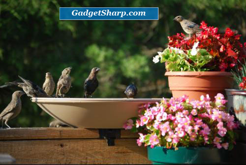 Bird Bath Bowl with Tilt-to-Clean Deck Rail Mounting Bracket