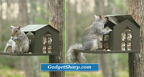 Squirrel Feeder