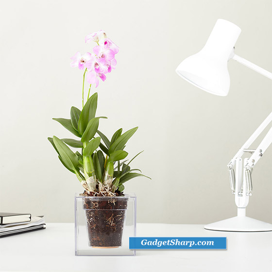 Boskke Cube: Self-Watering Plant Pot