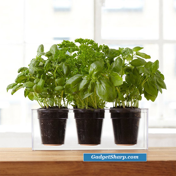Boskke Cube: Self-Watering Plant Pot