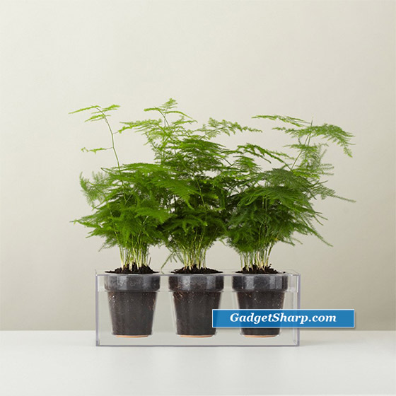 Boskke Cube: Self-Watering Plant Pot